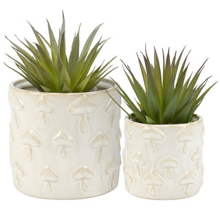 assorted mushroom planters