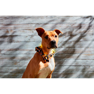 halloween light-up dog collars- assorted